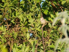 Prinia gracilis