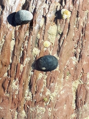 Nerita atramentosa
