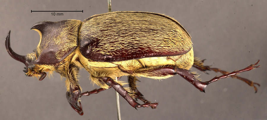 Megasoma thersites · iNaturalist