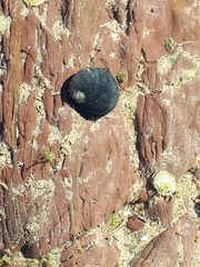 Nerita atramentosa