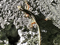 Cryptoblepharus renschi