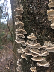 Trametes versicolor