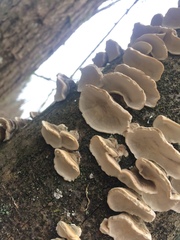 Trametes versicolor