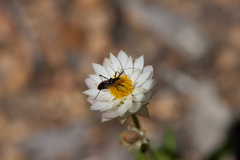 Trachylestes turneri