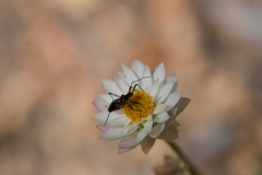 Trachylestes turneri