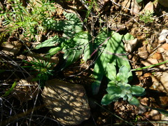Freesia caryophyllacea