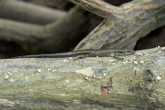 Emoia atrocostata