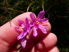 Ixia erubescens
