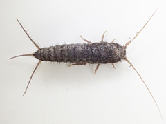 Allacrotelsa spinulata