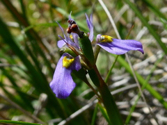 Moraea fergusoniae