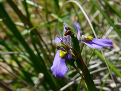 Moraea fergusoniae