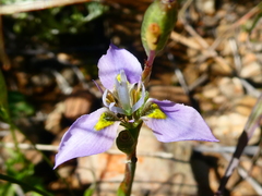 Moraea fergusoniae