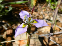 Moraea fergusoniae