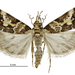 Eudonia characta - Photo (c) Landcare Research New Zealand Ltd.,  זכויות יוצרים חלקיות (CC BY)