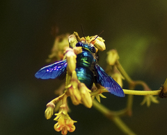 Xylocopa bombylans