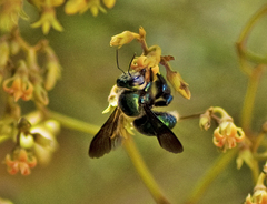 Xylocopa bombylans