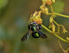 Xylocopa bombylans