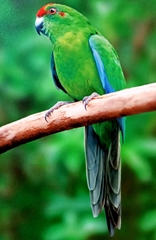 Cyanoramphus cookii