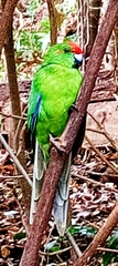 Cyanoramphus cookii
