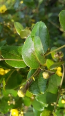 Sphedamnocarpus pruriens