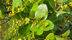 Sphedamnocarpus pruriens