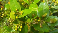 Sphedamnocarpus pruriens