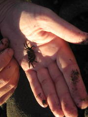 Leptograpsus variegatus