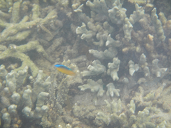 Pomacentrus simsiang