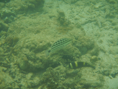 Lutjanus decussatus