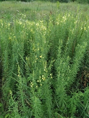 Linaria biebersteinii