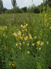 Linaria biebersteinii
