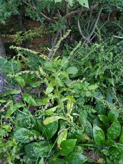 Cynoglossum germanicum