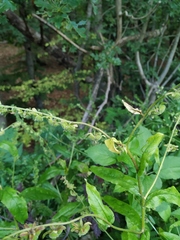 Cynoglossum germanicum