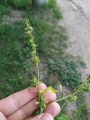 Cynoglossum germanicum