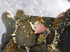 Prothalotia pulcherrima