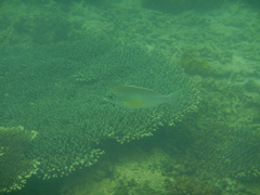 Scolopsis margaritifera