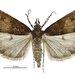 Eudonia asterisca - Photo (c) Landcare Research New Zealand Ltd., some rights reserved (CC BY)