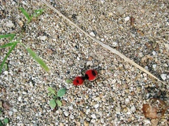 Dasymutilla cardinalis