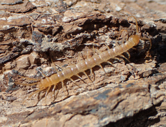 Abatobius