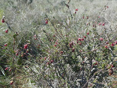 Hermannia diversistipula graciliflora