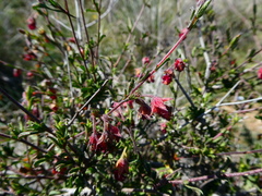 Hermannia diversistipula graciliflora