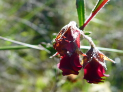 Hermannia diversistipula graciliflora