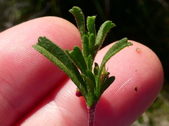 Hermannia diversistipula graciliflora