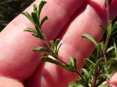 Hermannia diversistipula graciliflora