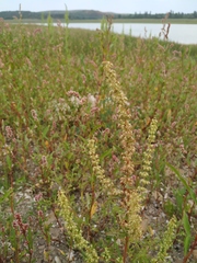 Rumex dentatus