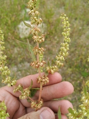 Rumex dentatus