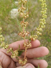 Rumex dentatus
