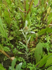 Gnaphalium rossicum
