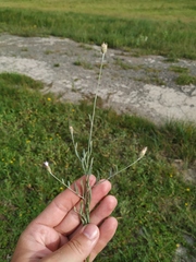 Xeranthemum cylindraceum