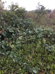 Pueraria montana lobata